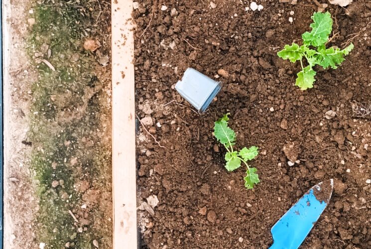 Edible Garden @ Kavouri
