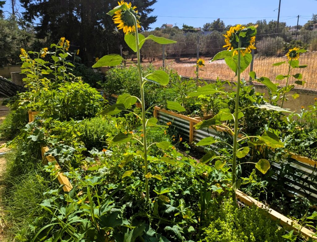 Private Food Garden @ Porto Rafti