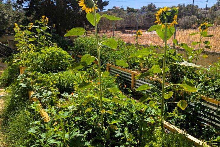 Private Food Garden @ Porto Rafti