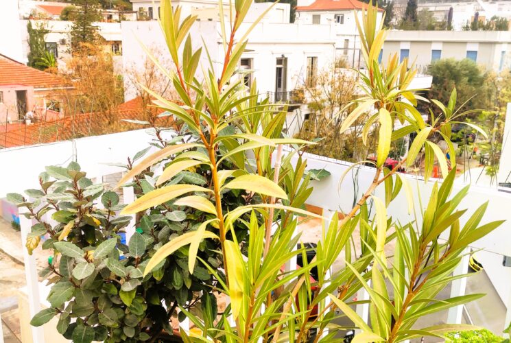 Green terrace @ Acropolis