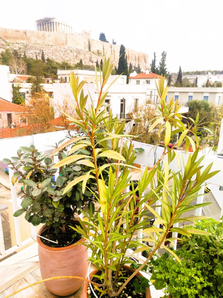 Green terrace @ Acropolis