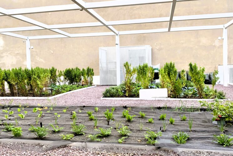 Rooftop Food Garden @ N.Kosmos